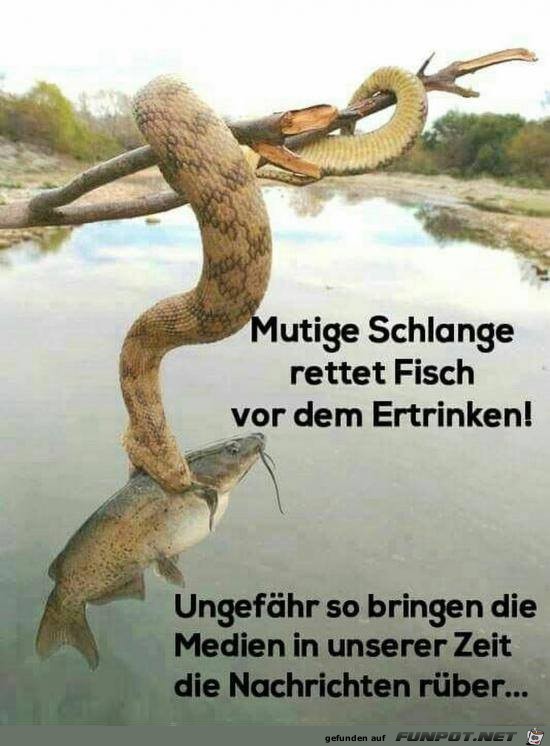 mutige Schlange mutige Schlange