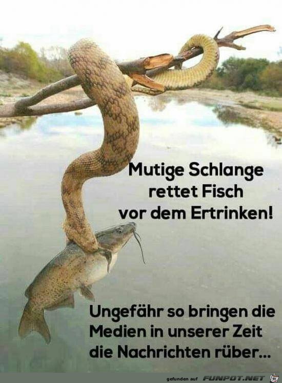 mutige Schlange