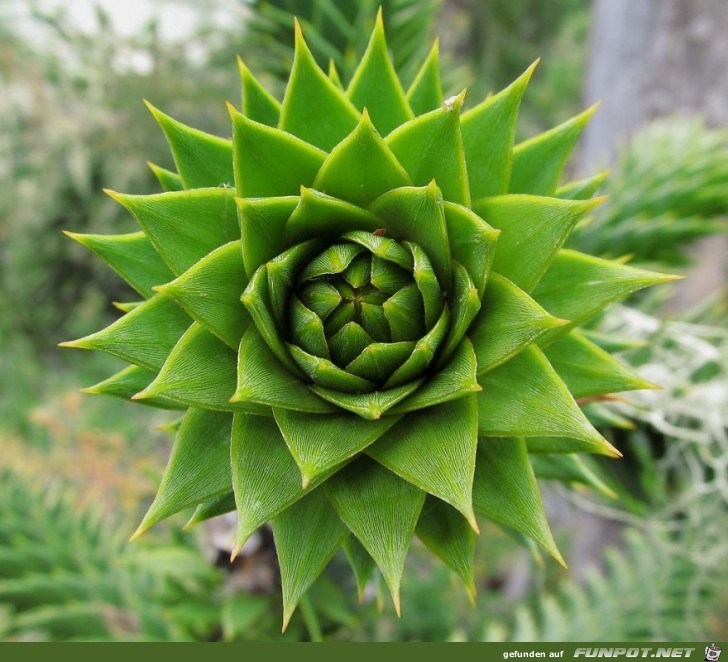 Geometrische Formen der Natur!