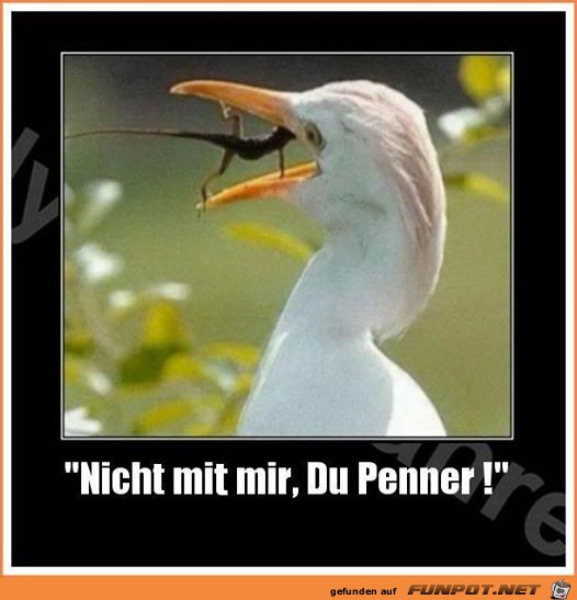niemals aufgeben niemals aufgeben