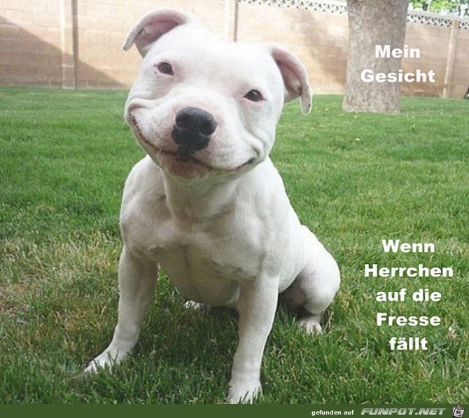 Mein Gesicht wenn Herrchen...