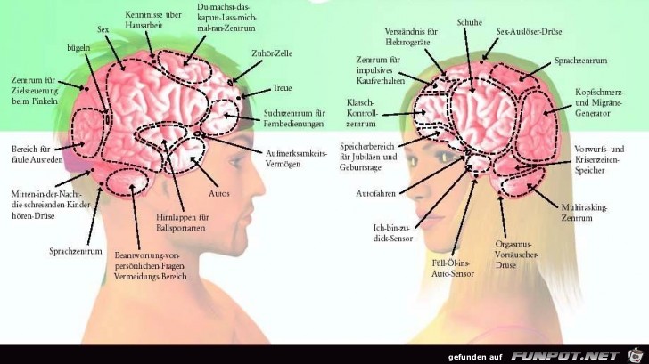 das Gehirn von Maennern und Frauen