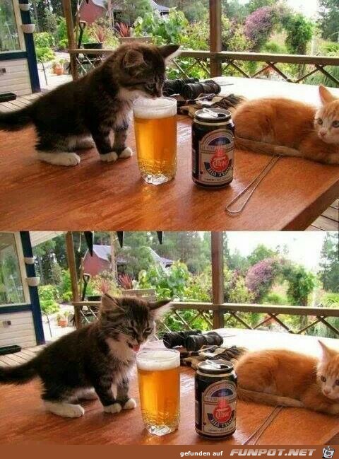 bier kosten