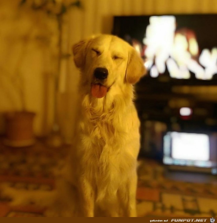 Lachende Hundegesichter 12 Lachende Hundegesichter 12