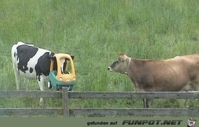 club-tierische missgeschicke 9 club-tierische missgeschicke 9