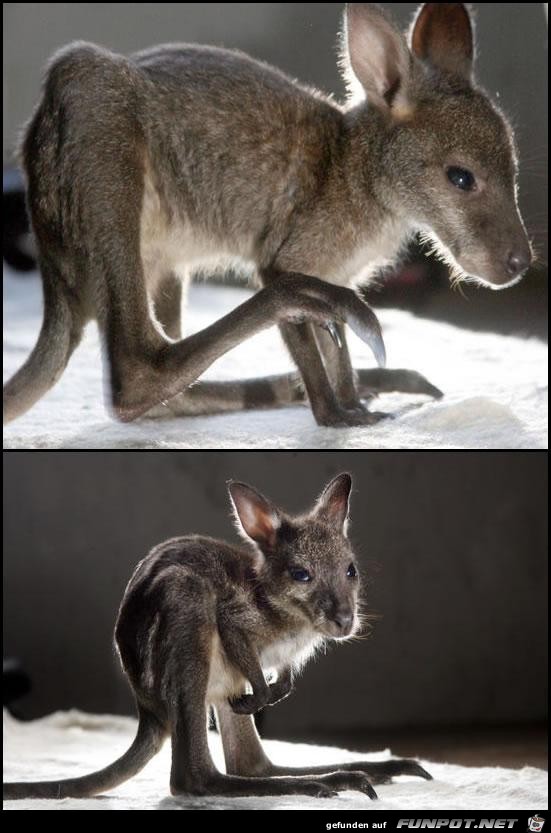 Baby Kangaroo
