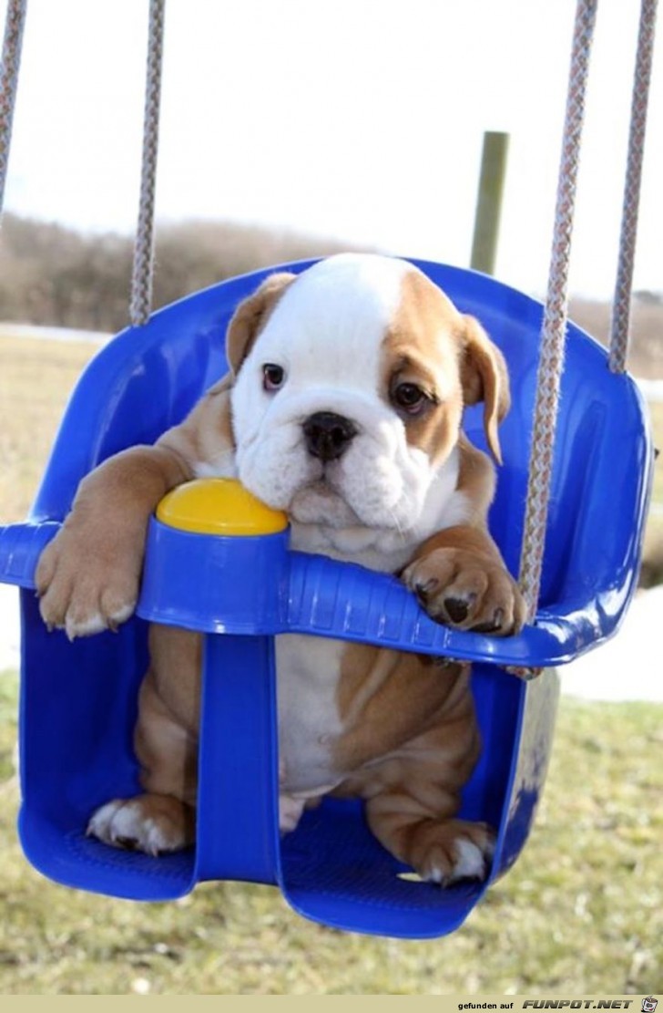 die suessesten Bulldoggen-Babys der Welt 22