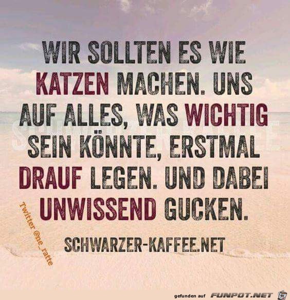 Katzen Katzen