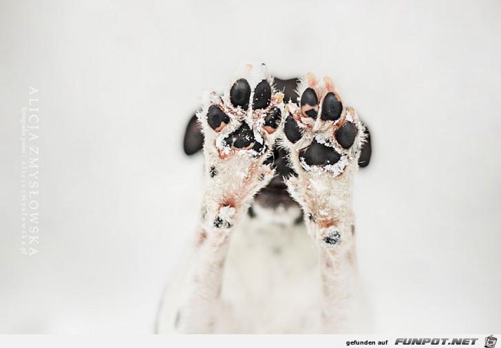 Goldige Hunde-Bilder 7 Goldige Hunde-Bilder 7