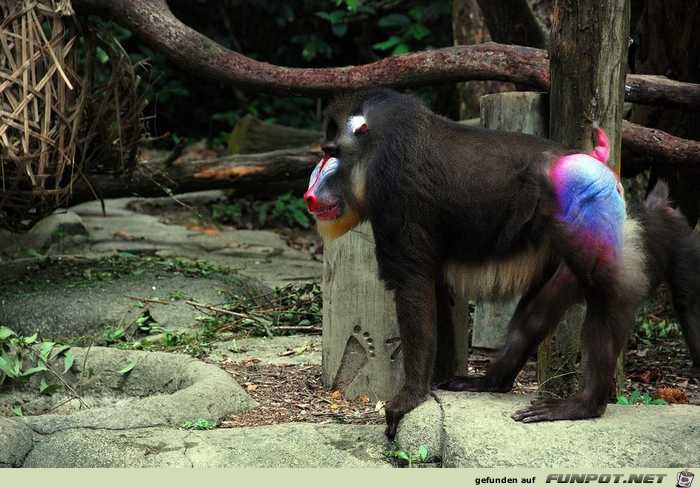 Besonders farbenpraechtige Tiere 21 Besonders farbenpraechtige Tiere 21
