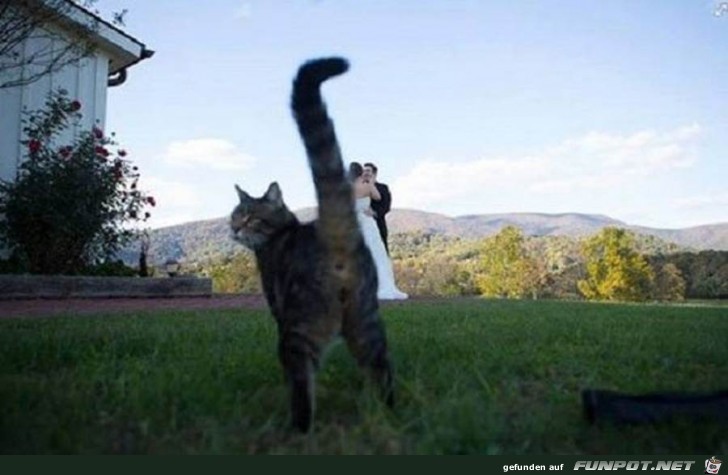 Wenn Tiere das Foto ruinieren :-)