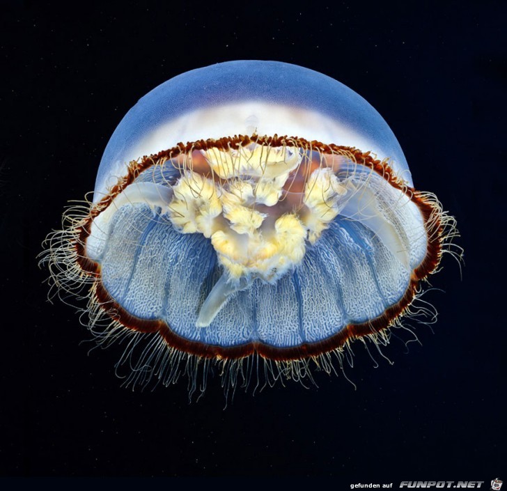 Atemberaubende Bilder von Quallen 5 Atemberaubende Bilder von Quallen 5