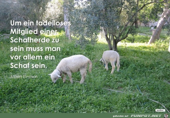 um ein tadelloses mitglied einer schafherde zu sein um ein tadelloses mitglied einer schafherde zu sein