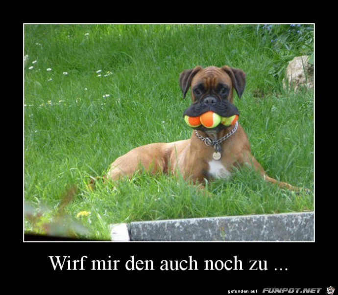 Ich fang alle Ich fang alle