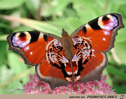 schmetterling