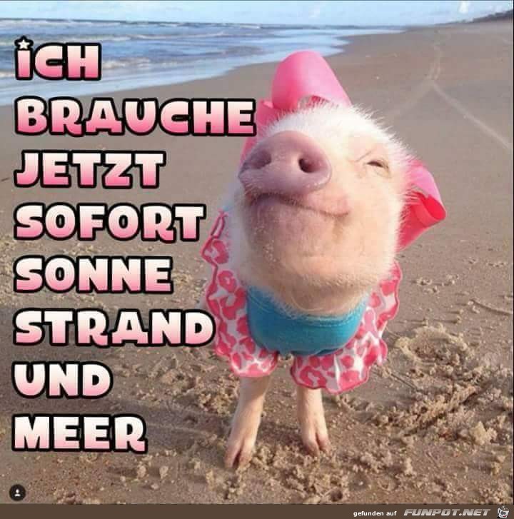 ich brauche jetzt sofort ich brauche jetzt sofort