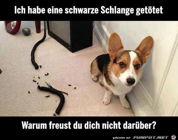 schwarze Schlange