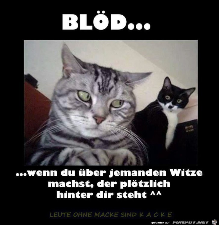 bloed bloed