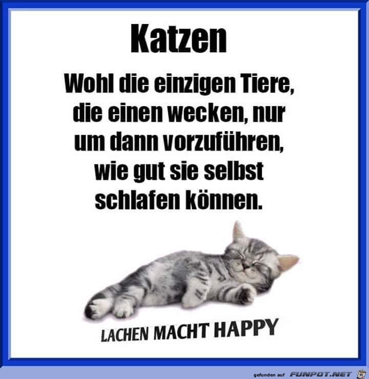 katzen katzen