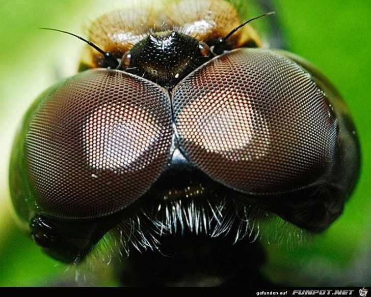 Gigantische Augen-Makro-Aufnahmen!