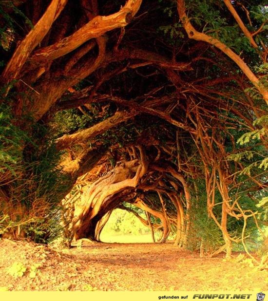 Top-10-Tree-Tunnel-06 Top-10-Tree-Tunnel-06