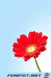 Blume Blume