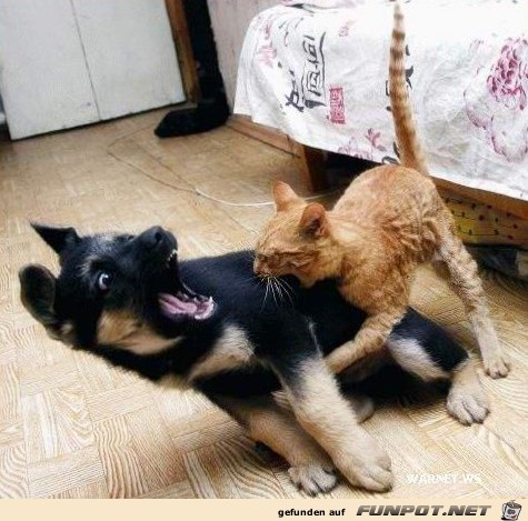 Die Katze beit den Hund