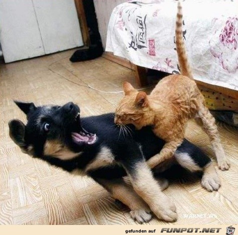 Die Katze beißt den Hund Die Katze beißt den Hund
