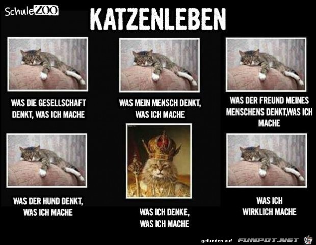 Katzenleben