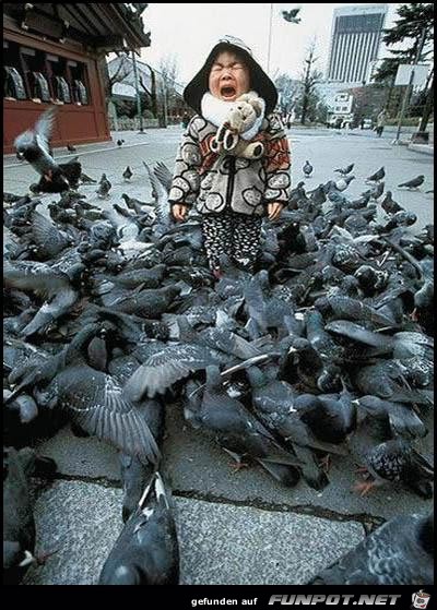 attack-of-the-birds