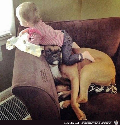 Hundebabysitter