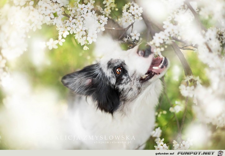 Goldige Hunde-Bilder 18 Goldige Hunde-Bilder 18