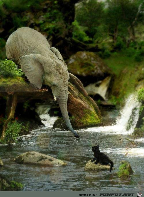 Elefant Katze Elefant Katze