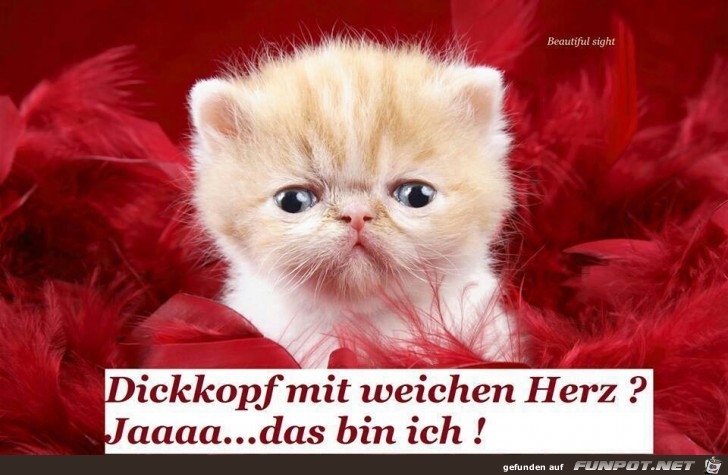 Dickkopf Dickkopf