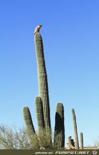 Luchs thront auf der Spitze eines Saguaro Kaktus