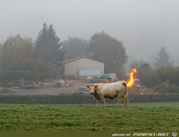 lustige Bilder, die zufllig (oder auch...