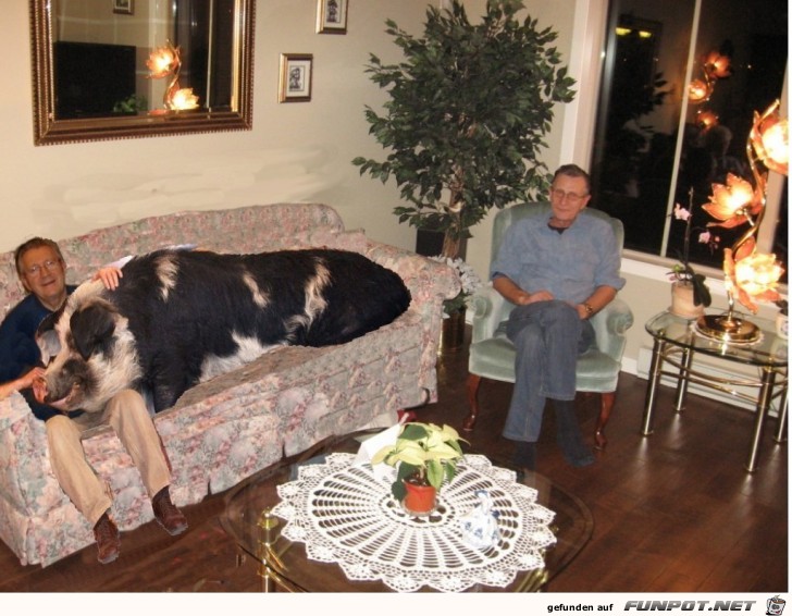 wenn das groe Schwein auf dem Sofa Platz nehmen darf...