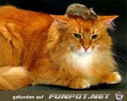 image0099910 image0099910