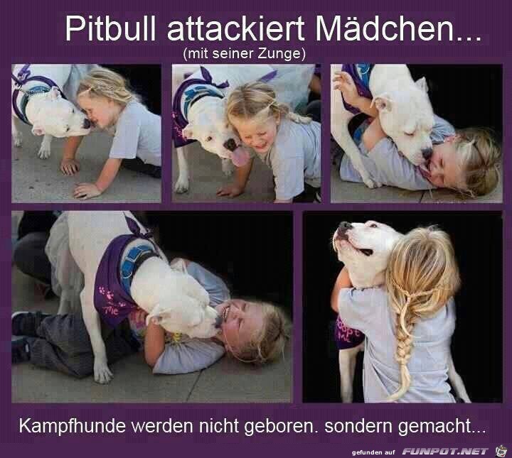 Pitbull Pitbull