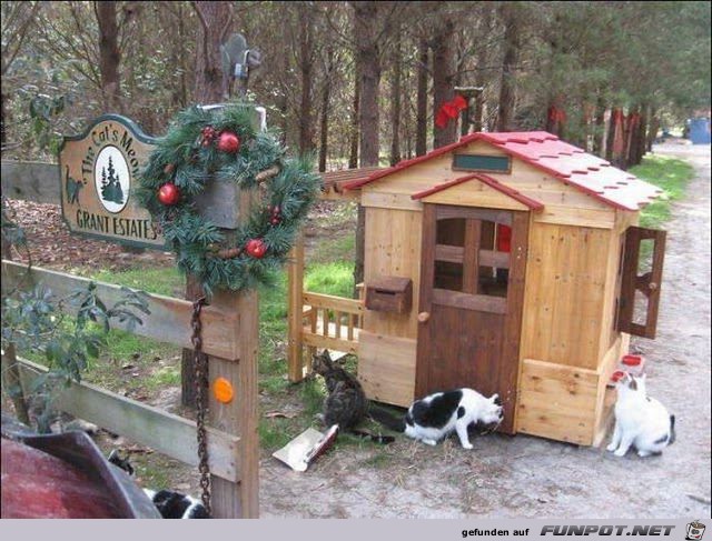 Mann baut Zufluchtsort fr Obdachlose Katzen