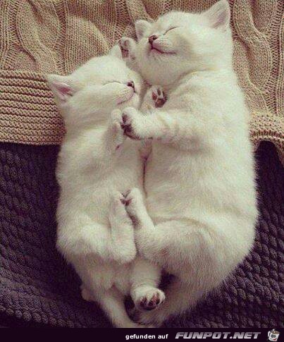 White cats