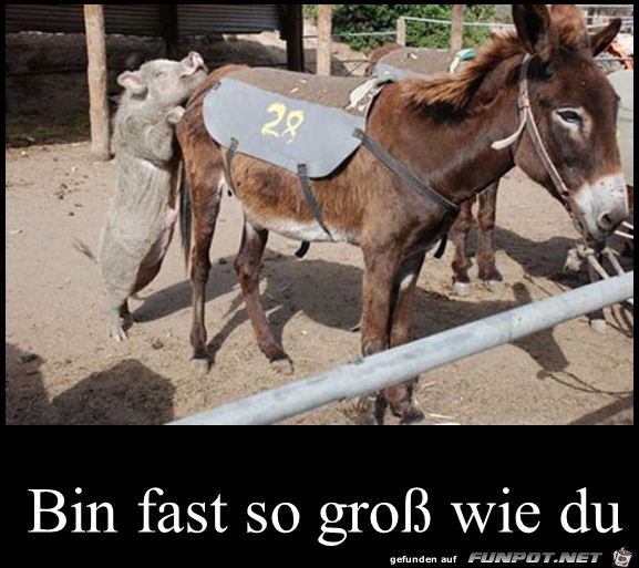 witzige Bilder