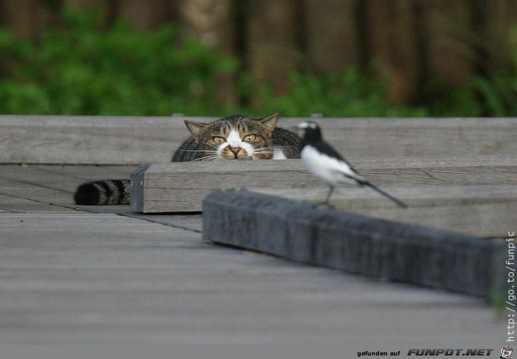 Katze7 Katze7