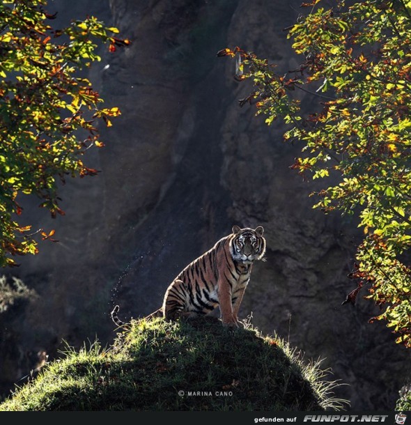 Tiere in freier Wildbahn!