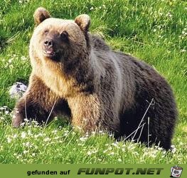 BAeR2 BAeR2