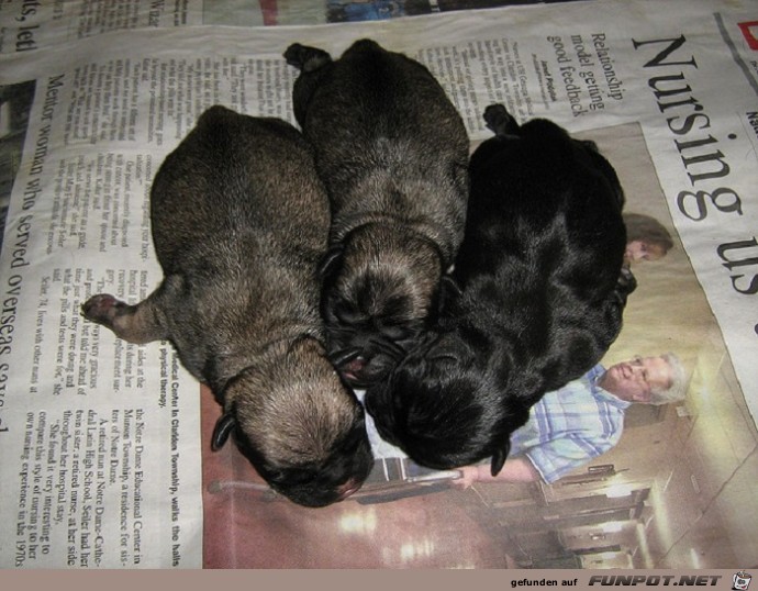 Schoene Tierbilder 6 Schoene Tierbilder 6