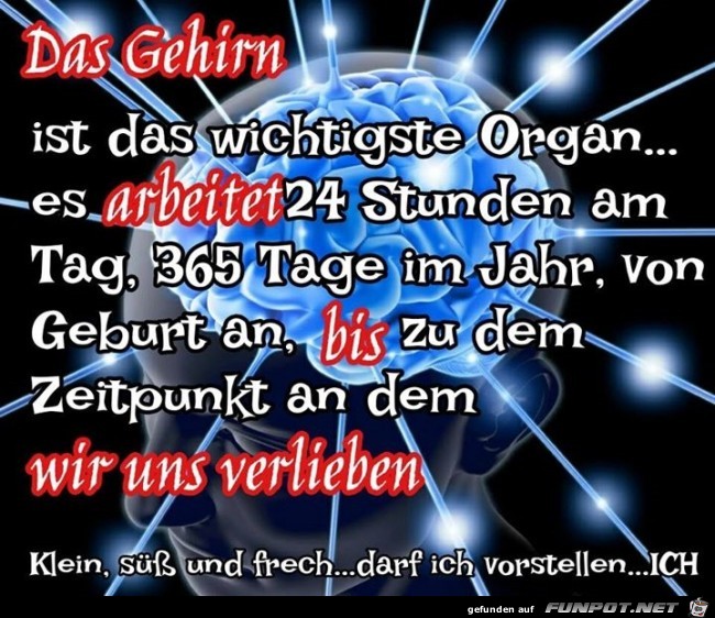 gehirn gehirn
