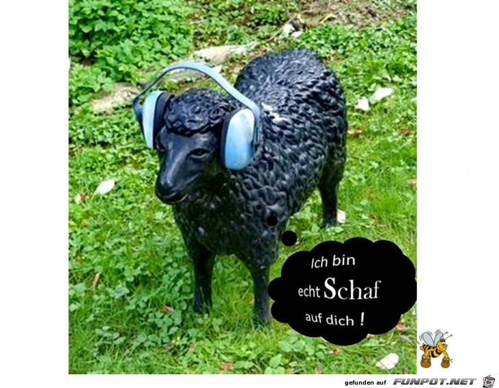 Echt Schaf