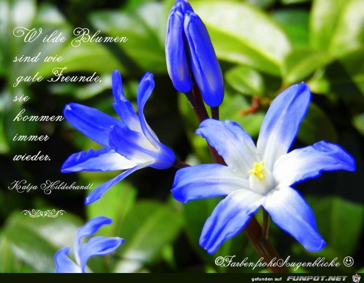 wilde blumen wilde blumen