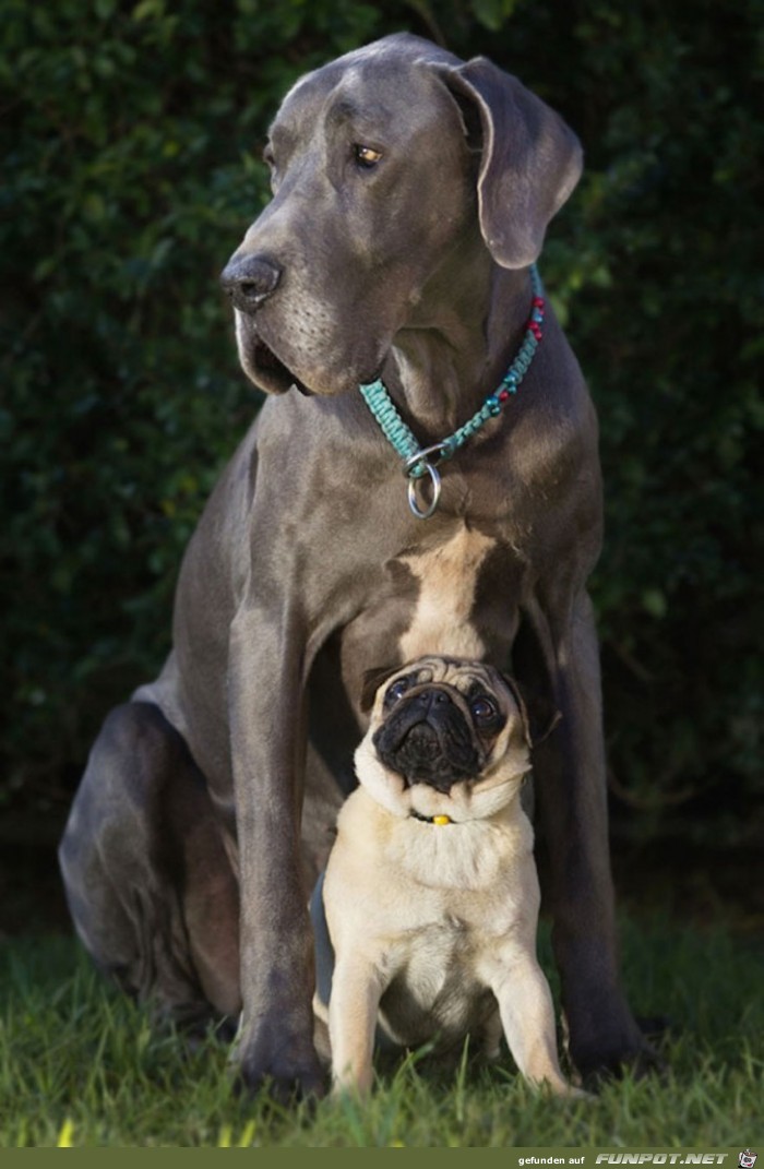 Beste Hunde-Freunde! So sieht wahre Freundschaft aus....